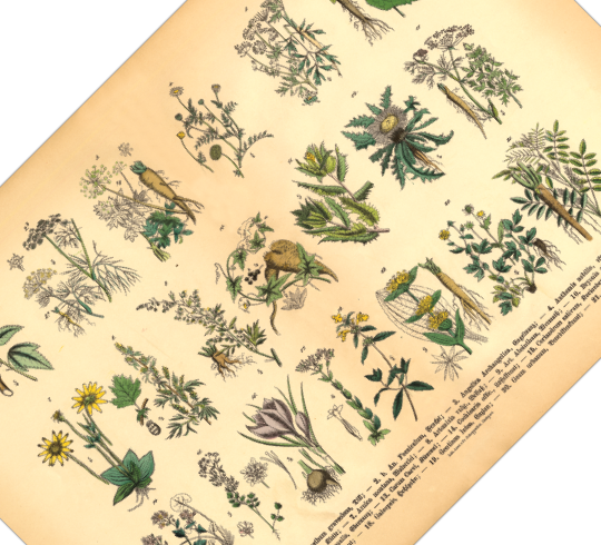 Dieses vintage Poster von Arzneikräutern ist die erste botanische Illustration von 1886 der lithographischen Anstalt F.R. Schepperlen 1880 - 1886 und die ideale Deko für deine Küche oder Esszimmer. Das Bild zeigt heimische, medizinische Pflanzen mit deutscher und lateinischer Bildunterschrift.