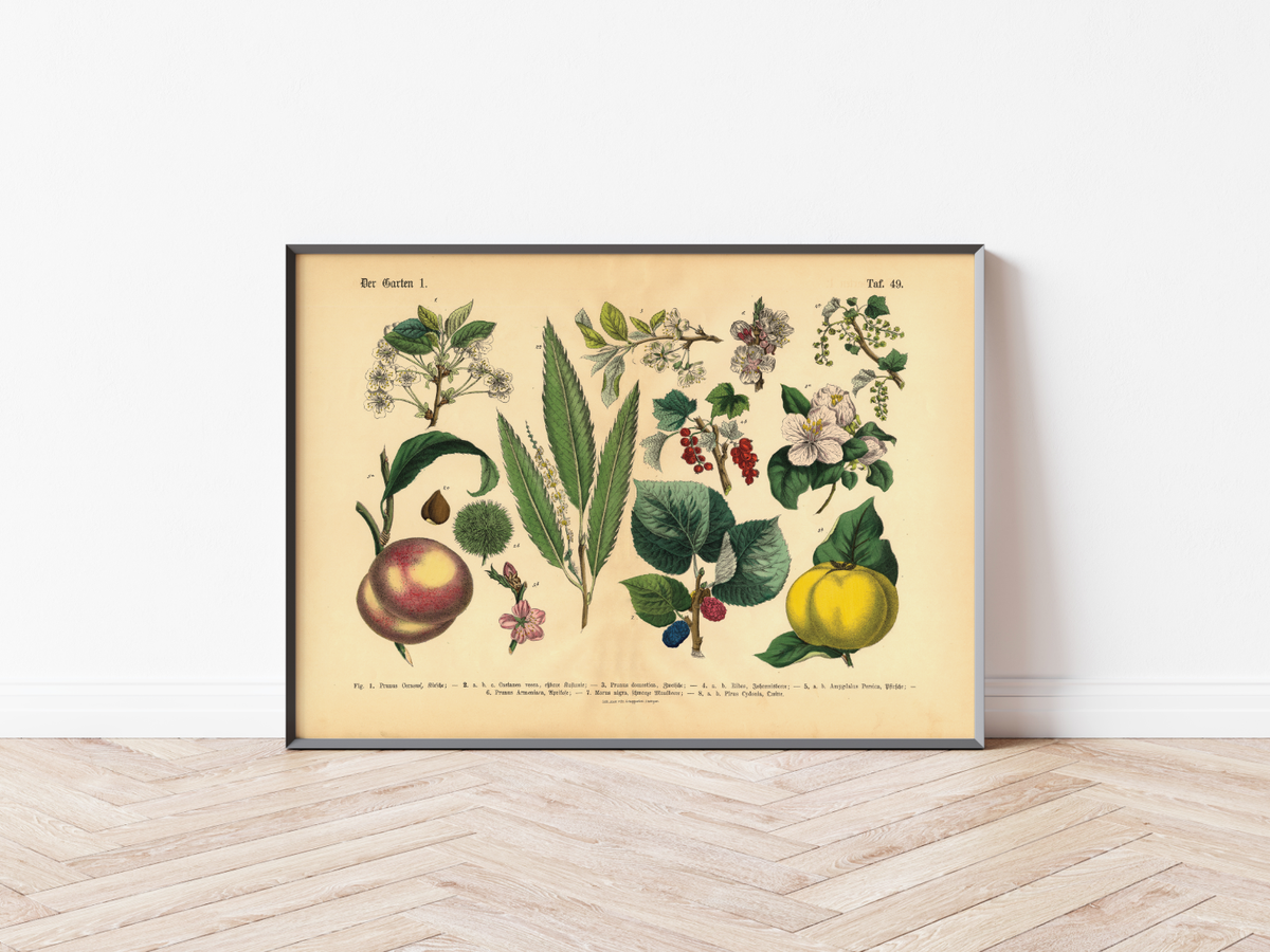 Dieses vintage Lithographie Poster von Pflanzen aus dem Garten ist die erste Illustration aus dem Lehrbuch der praktischen Pflanzenkunde in Wort und Bild von 1886.