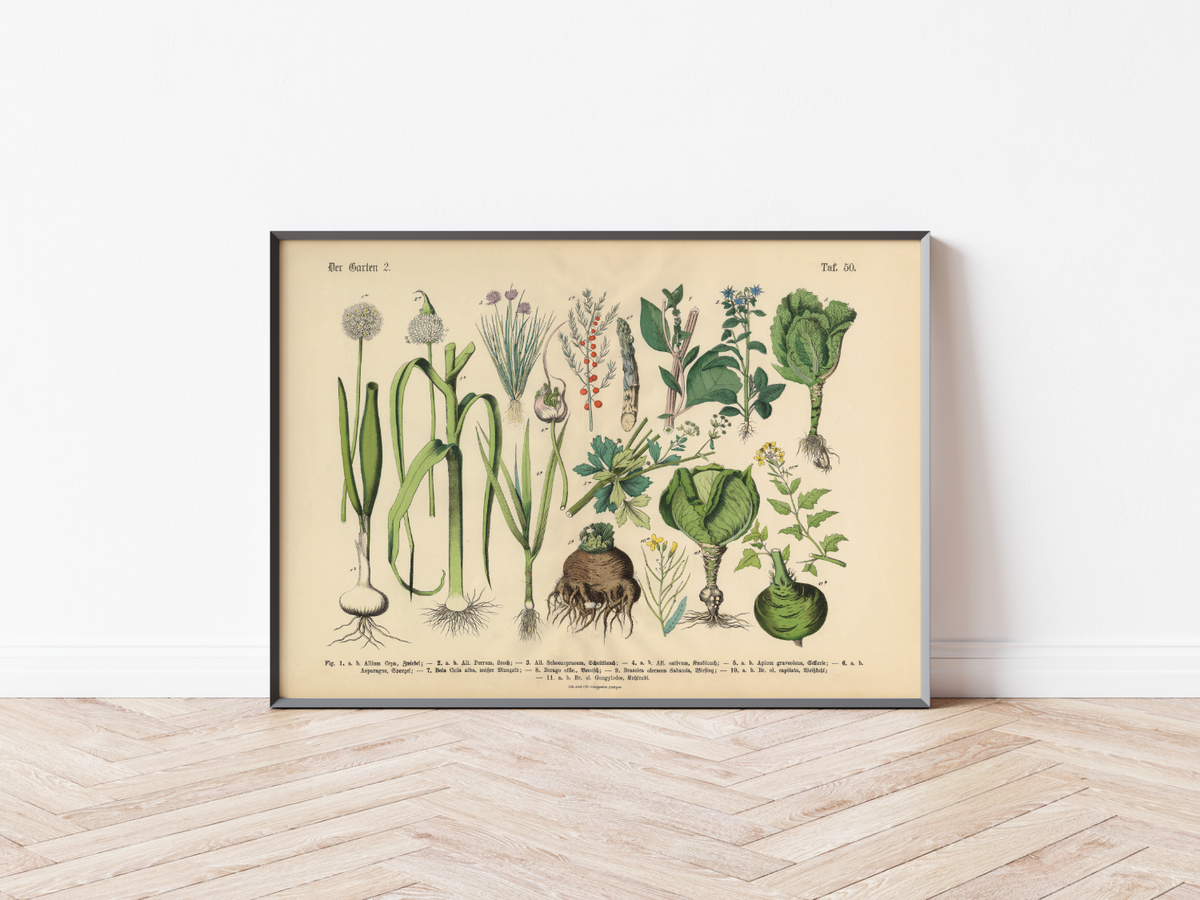 Dieses vintage Lithographie Poster von Pflanzen aus dem Garten ist die zweite Illustration aus dem Lehrbuch der praktischen Pflanzenkunde in Wort und Bild von 1886.