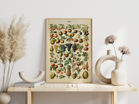 Die schöne, französische Illustration von Früchten stammt von Adolphe Philippe Millot und erschien im Buch "Dictionnaire complet illustré" im Jahre 1889.