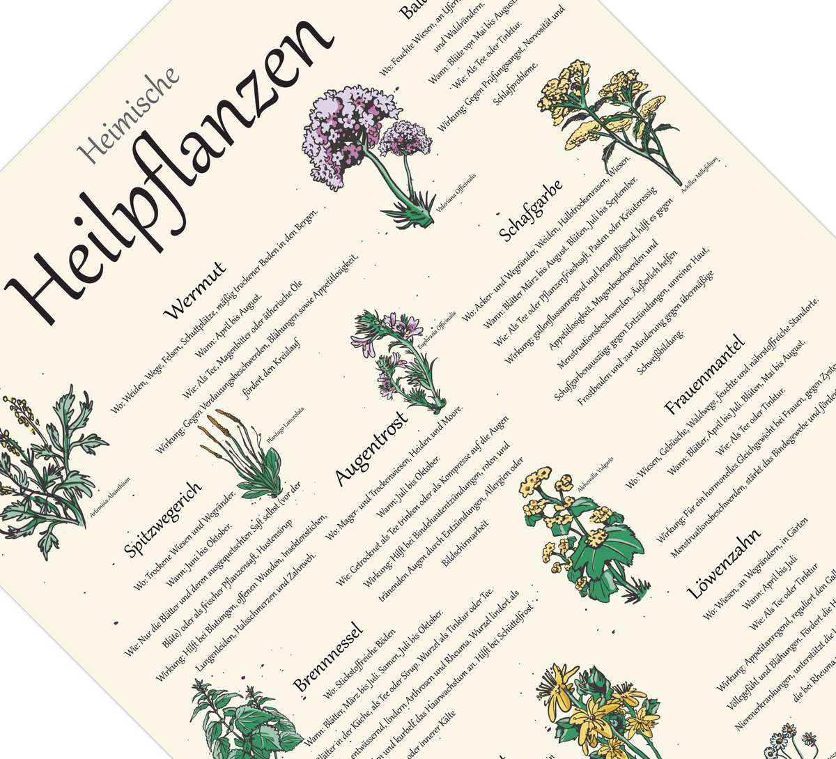 Das Poster zeigt 11 heimische Heilkräuter mit gezeichneten Illustrationen, wo du die Kräuter findest, wann sie blühen, die Zubereitung und Wirkungen.