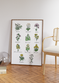 Dieses Poster zeigt 11 heimische Heilkräuter mit gezeichneten Illustrationen mit deutschem und lateinischem Namen.