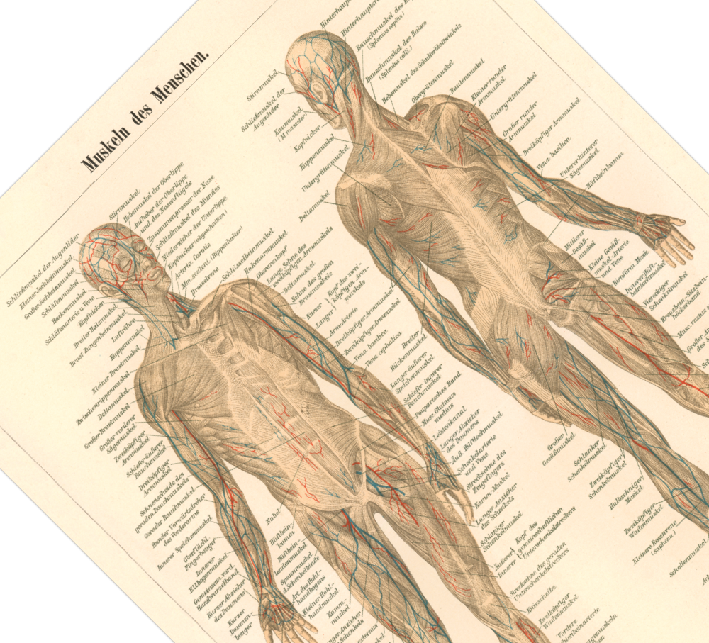 Das medizinische Poster der Muskeln des Menschen ist eine Vintage Lithographie aus Meyers Koversations-Lexikon aus dem Jahr 1890.