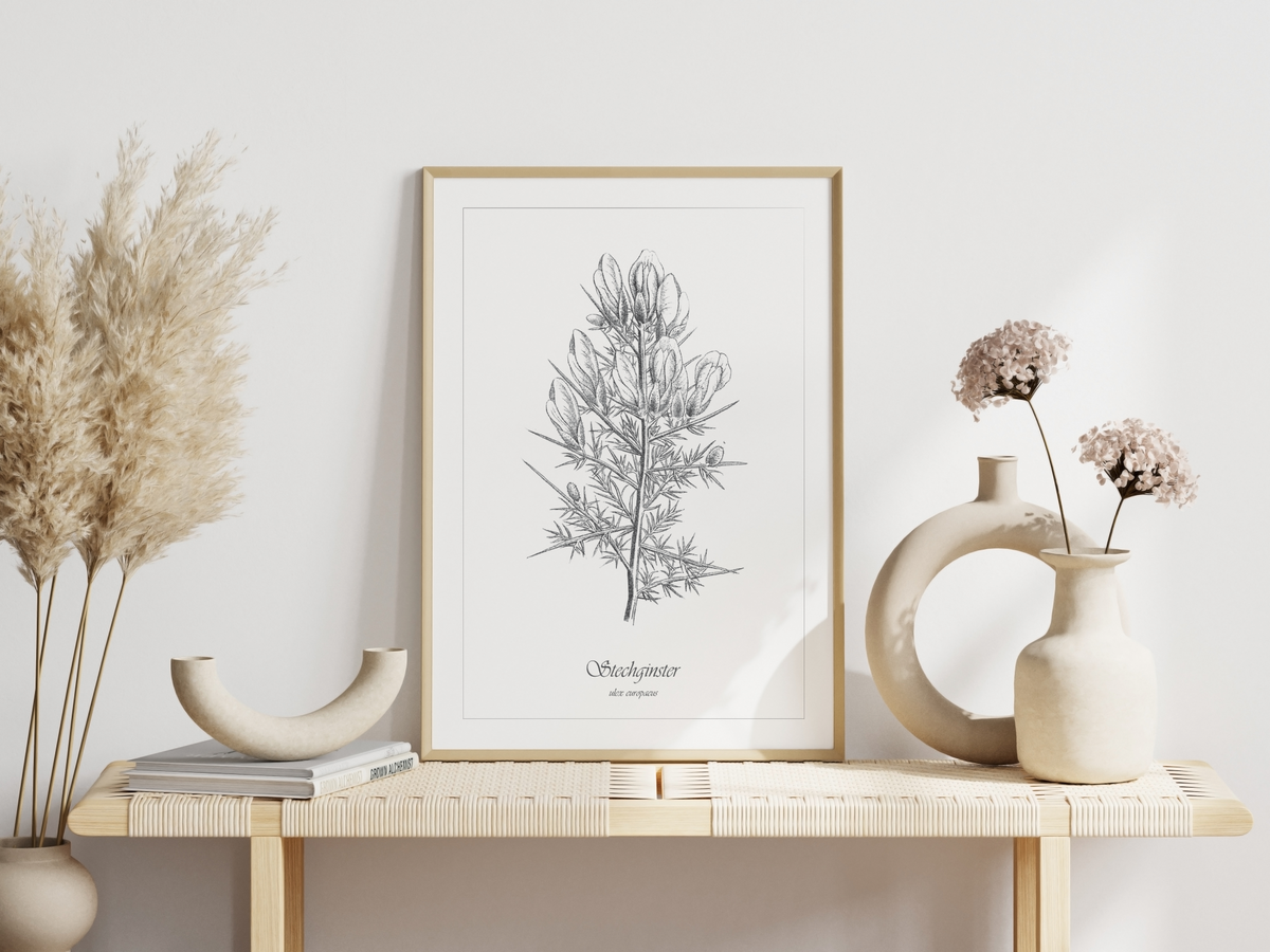 Dieses Poster zeigt dir eine vintage Illustration einer Stechginster Pflanze in Schwarz und Weiß.