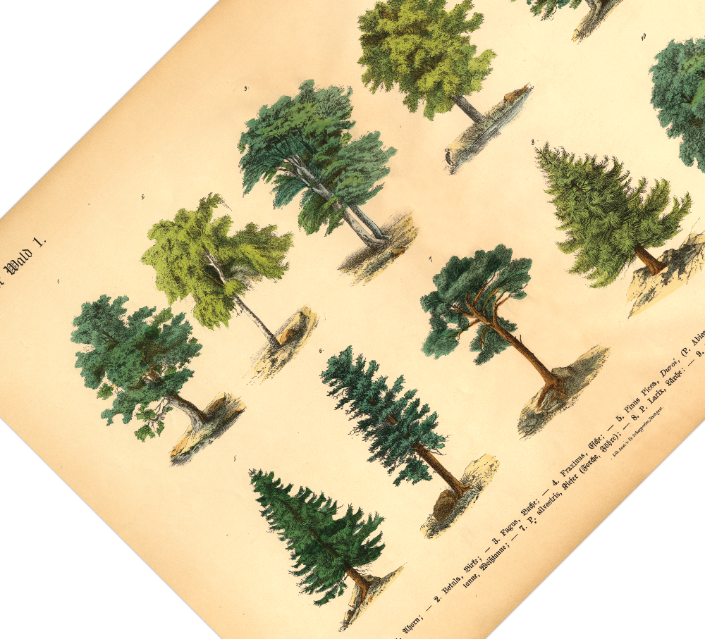 Wald Poster | Vintage Botanik Illustration 1 Bäume