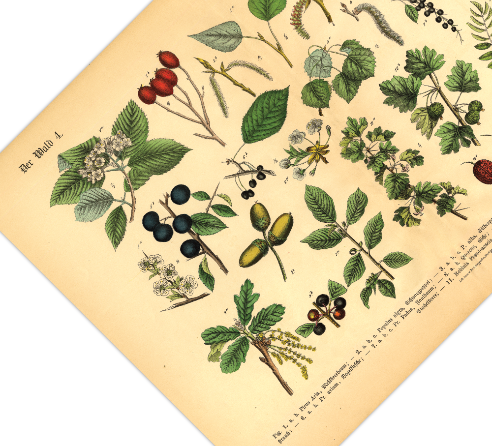 Dieses vintage Lithographie Poster, im viktorianischen Stil, von Pflanzen und Frucht Bäumen aus dem Wald ist die vierte Illustration aus dem Lehrbuch der praktischen Pflanzenkunde in Wort und Bild von 1886.