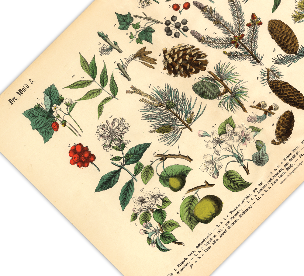 Dieses vintage Lithographie Poster, im viktorianischen Stil, von Pflanzen und Frucht Bäumen aus dem Wald ist die dritte Illustration aus dem Lehrbuch der praktischen Pflanzenkunde in Wort und Bild von 1886.