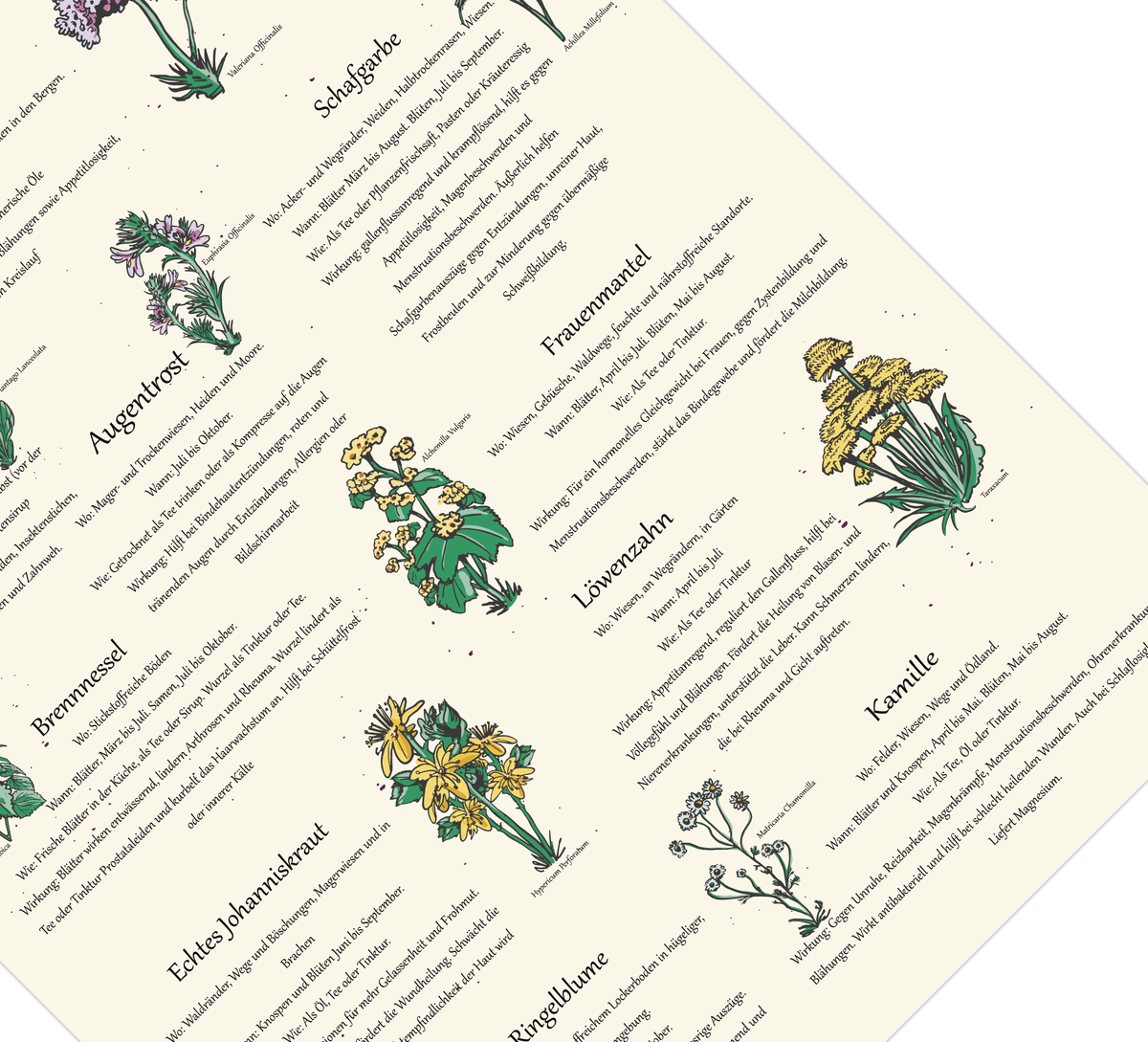 Das Poster zeigt 11 heimische Heilkräuter mit gezeichneten Illustrationen, wo du die Kräuter findest, wann sie blühen, die Zubereitung und Wirkungen.
