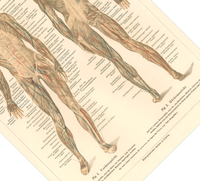 Das medizinische Poster der Muskeln des Menschen ist eine Vintage Lithographie aus Meyers Koversations-Lexikon aus dem Jahr 1890.