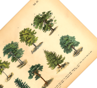 Wald Poster | Vintage Botanik Illustration 1 Bäume