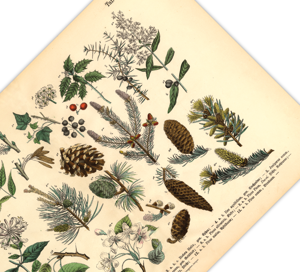 Dieses vintage Lithographie Poster, im viktorianischen Stil, von Pflanzen und Frucht Bäumen aus dem Wald ist die dritte Illustration aus dem Lehrbuch der praktischen Pflanzenkunde in Wort und Bild von 1886.