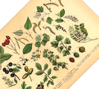 Dieses vintage Lithographie Poster, im viktorianischen Stil, von Pflanzen und Frucht Bäumen aus dem Wald ist die vierte Illustration aus dem Lehrbuch der praktischen Pflanzenkunde in Wort und Bild von 1886.