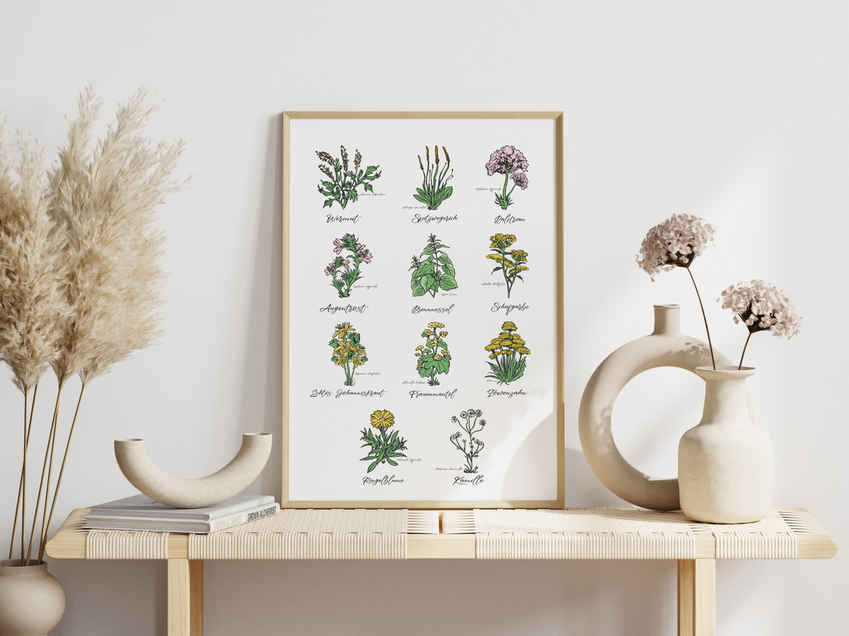 Dieses Poster zeigt 11 heimische Heilkräuter mit gezeichneten Illustrationen mit deutschem und lateinischem Namen.