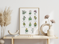 Dieses Poster zeigt 11 heimische Heilkräuter mit gezeichneten Illustrationen mit deutschem und lateinischem Namen.