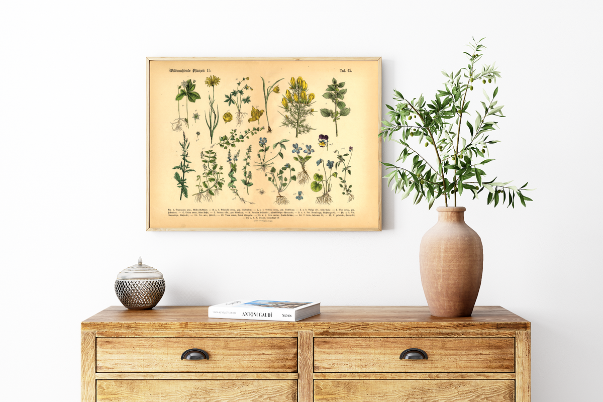 Dieses vintage Poster von wildwachsenden Pflanzen ist die 15. botanische Illustration von 1886 der lithographischen Anstalt F.R. Schepperlen 1880 as Bild zeigt heimische, Blumen und andere Pflanzen Pflanzen die auf Wiesen, im Garten und in Wäldern zu finden sind. Das Bild hat sowohl deutsche als auch  lateinische Bildunterschrift.
