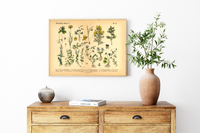 Dieses vintage Poster von wildwachsenden Pflanzen ist die 15. botanische Illustration von 1886 der lithographischen Anstalt F.R. Schepperlen 1880 as Bild zeigt heimische, Blumen und andere Pflanzen Pflanzen die auf Wiesen, im Garten und in Wäldern zu finden sind. Das Bild hat sowohl deutsche als auch  lateinische Bildunterschrift.