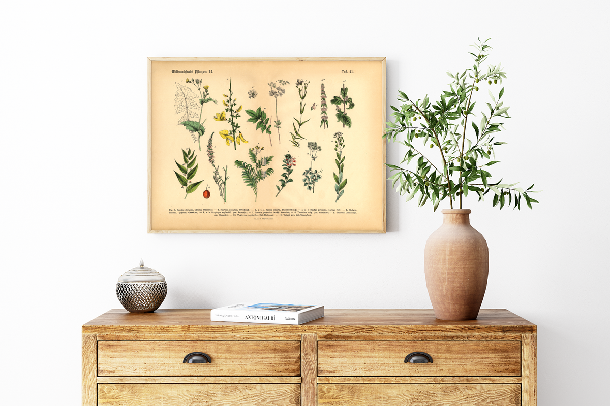Dieses vintage Poster von wildwachsenden Pflanzen ist die 14. botanische Illustration von 1886 der lithographischen Anstalt F.R. Schepperlen 1880 - 1886. Das Bild zeigt heimische, Blumen und andere Pflanzen Pflanzen die auf Wiesen, im Garten und in Wäldern zu finden sind. Das Bild hat sowohl deutsche als auch  lateinische Bildunterschrift.