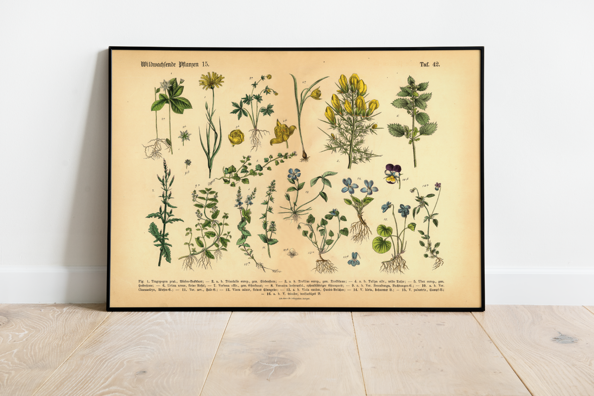 Dieses vintage Poster von wildwachsenden Pflanzen ist die 15. botanische Illustration von 1886 der lithographischen Anstalt F.R. Schepperlen 1880 as Bild zeigt heimische, Blumen und andere Pflanzen Pflanzen die auf Wiesen, im Garten und in Wäldern zu finden sind. Das Bild hat sowohl deutsche als auch  lateinische Bildunterschrift.