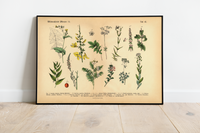 Dieses vintage Poster von wildwachsenden Pflanzen ist die 14. botanische Illustration von 1886 der lithographischen Anstalt F.R. Schepperlen 1880 - 1886. Das Bild zeigt heimische, Blumen und andere Pflanzen Pflanzen die auf Wiesen, im Garten und in Wäldern zu finden sind. Das Bild hat sowohl deutsche als auch  lateinische Bildunterschrift.