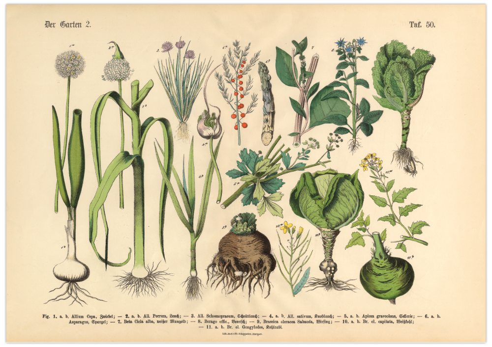 Dieses vintage Lithographie Poster von Pflanzen aus dem Garten ist die zweite Illustration aus dem Lehrbuch der praktischen Pflanzenkunde in Wort und Bild von 1886.