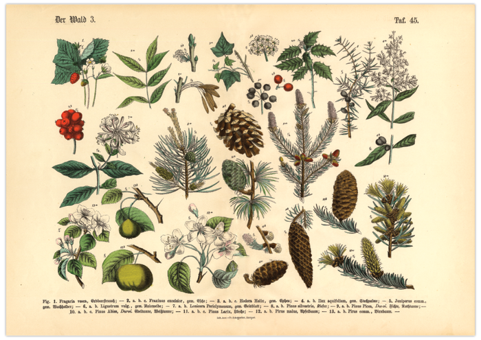 Dieses vintage Lithographie Poster, im viktorianischen Stil, von Pflanzen und Frucht Bäumen aus dem Wald ist die dritte Illustration aus dem Lehrbuch der praktischen Pflanzenkunde in Wort und Bild von 1886.