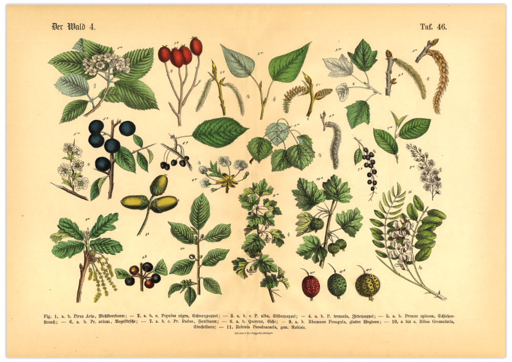 Dieses vintage Lithographie Poster, im viktorianischen Stil, von Pflanzen und Frucht Bäumen aus dem Wald ist die vierte Illustration aus dem Lehrbuch der praktischen Pflanzenkunde in Wort und Bild von 1886.