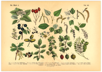 Dieses vintage Lithographie Poster, im viktorianischen Stil, von Pflanzen und Frucht Bäumen aus dem Wald ist die vierte Illustration aus dem Lehrbuch der praktischen Pflanzenkunde in Wort und Bild von 1886.