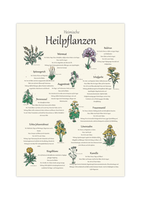 Das Poster zeigt 11 heimische Heilkräuter mit gezeichneten Illustrationen, wo du die Kräuter findest, wann sie blühen, die Zubereitung und Wirkungen.
