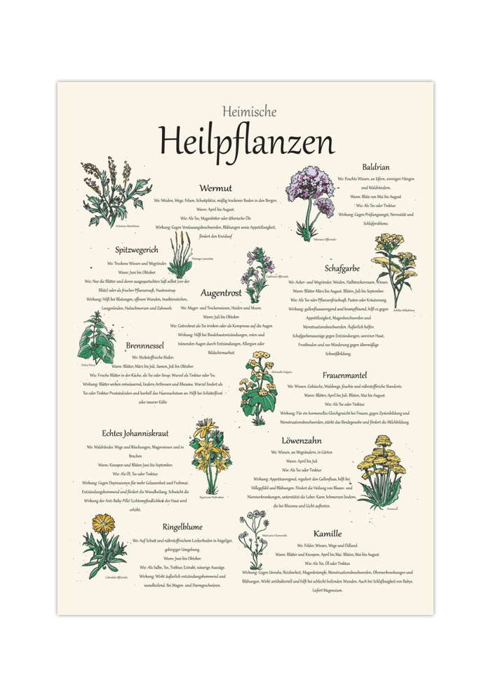 Das Poster zeigt 11 heimische Heilkräuter mit gezeichneten Illustrationen, wo du die Kräuter findest, wann sie blühen, die Zubereitung und Wirkungen.