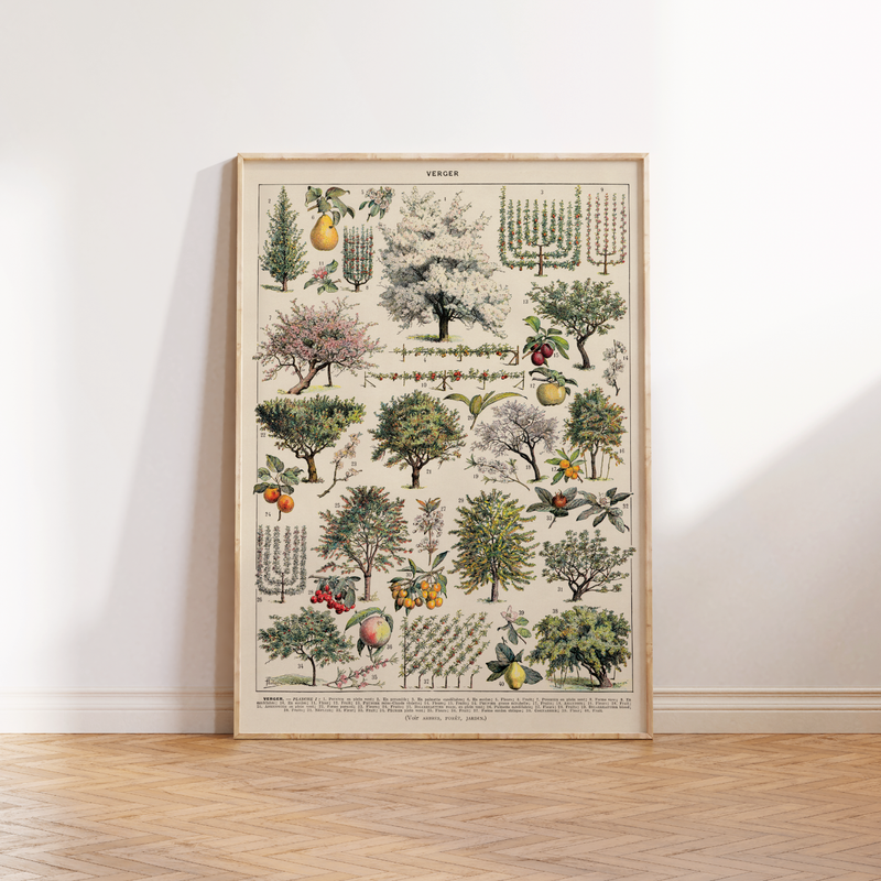 Vintage Poster zur Natur & Pflanzenwelt.