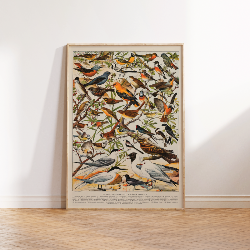  Vintage Poster mit Darstellungen von Tiere und Insekten.