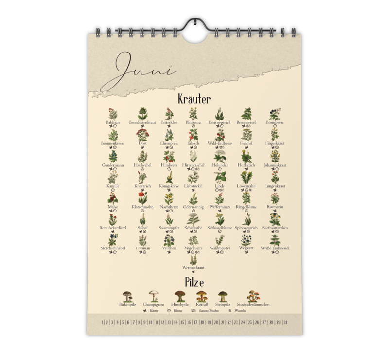 A4-Wandkalender mit historischen Illustrationen von Wildpflanzen, Kräutern und Pilzen aus der Zeit um 1900; Monatsübersicht mit saisonalen Pflanzen, hochwertiger Fineart-Druck auf Premium-Papier, Vintage-Design mit schwarzer Spiralbindung.