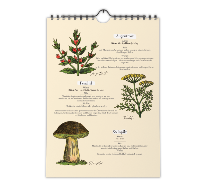A4-Wandkalender mit historischen Illustrationen von Wildpflanzen, Kräutern und Pilzen aus der Zeit um 1900; Monatsübersicht mit saisonalen Pflanzen, hochwertiger Fineart-Druck auf Premium-Papier, Vintage-Design mit schwarzer Spiralbindung.
