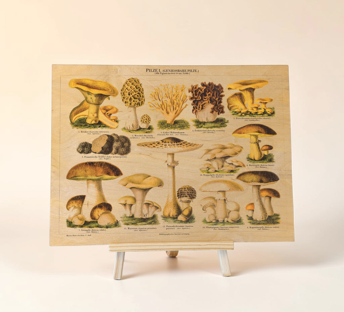 Vintage-Bild auf Birkensperrholz im Format 30x40 cm von genießbaren Pilzen mit gezeichnete Illustration/ Chromolithographie von ca. 1900. Optional mit Aufhängung oder Staffelei.