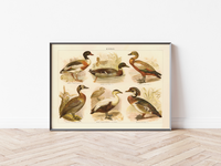 Das Poster von Enten ist eine Vintage Lithographie aus Meyers Koversations-Lexikon aus dem Jahr 1890. 