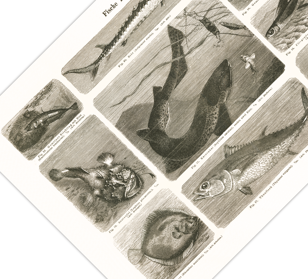 Das Poster von Vögeln ist eine Vintage Lithographie aus Meyers Koversations-Lexikon aus dem Jahr 1890.