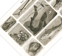 Das Poster von Vögeln ist eine Vintage Lithographie aus Meyers Koversations-Lexikon aus dem Jahr 1890.