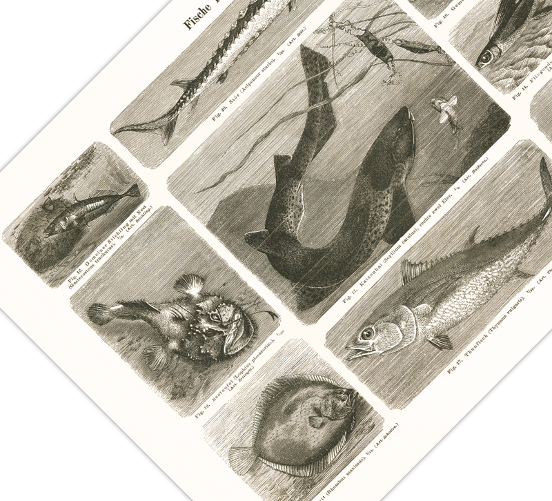 Das Poster von Vögeln ist eine Vintage Lithographie aus Meyers Koversations-Lexikon aus dem Jahr 1890.