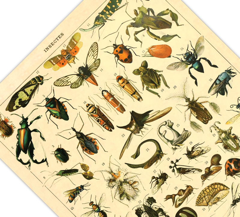 Das Poster zu Insekten ist eine Illustration des französischen Künstlers Adolphe Millot. Das Bild zeigt unterschiedliche Insektenarten.
