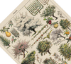 Das botanische Poster zu Obstbäumen ist eine Illustration des französischen Künstlers Adolphe Millot.