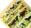 Das Poster zu Säugetieren ist eine Illustration des französischen Künstlers Adolphe Millot. 