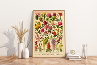 Das botanische Poster zu Blumen ist eine Illustration des französischen Künstlers Adolphe Millot. 