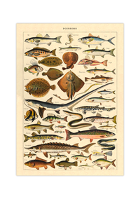 Das Poster zu Fischen ist eine Illustration des französischen Künstlers Adolphe Millot.
