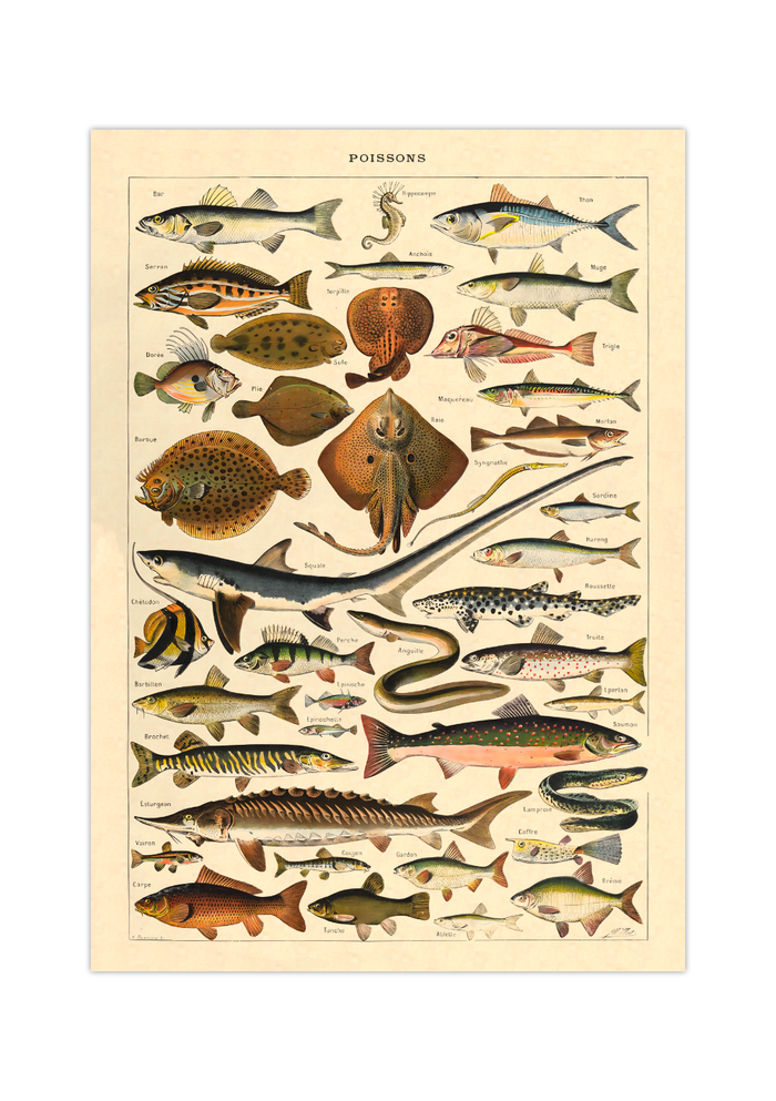 Das Poster zu Fischen ist eine Illustration des französischen Künstlers Adolphe Millot.