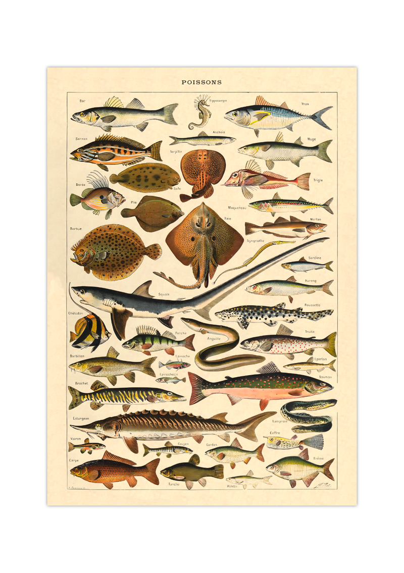 Das Poster zu Fischen ist eine Illustration des französischen Künstlers Adolphe Millot.