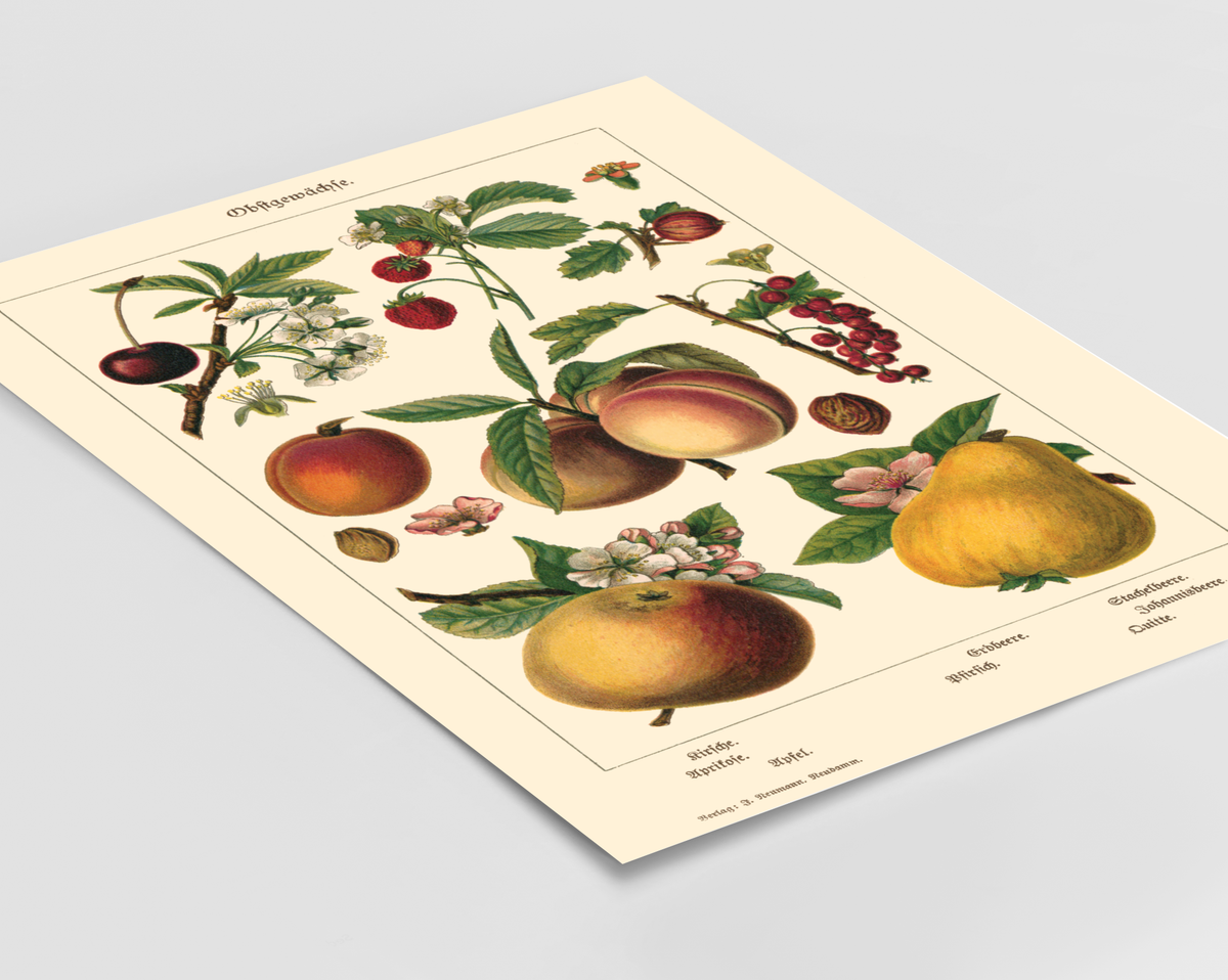 Vintage botanisches Poster mit Illustrationen von Kirsche, Aprikose, Apfel, Pfirsich, Erdbeere, Stachelbeere, Johannisbeere und Quitte im Stil eines historischen Naturkundebuchs von 1900, hochwertiger Kunstdruck auf mattem Papier.