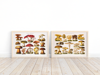 Vintage Pilze Poster | Bild genießbare Pilze ca. 1900