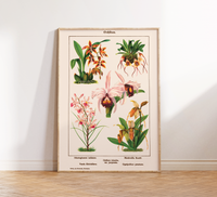 Das Vintage-Poster zeigt verschiedene Orchideen Arten. Es ist ca. 1900 entstanden.