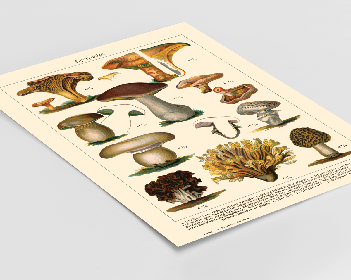 Dieses Vintage-Poster von genießbaren Pilzen ist eine gezeichnete von ca. 1900 und zeigt giftige, heimische Pilze.