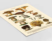 Dieses Vintage-Poster von genießbaren Pilzen ist eine gezeichnete von ca. 1900 und zeigt giftige, heimische Pilze.